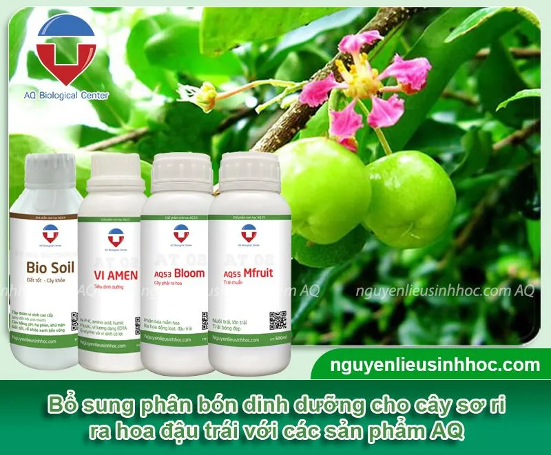 Thực hiện chăm sóc cây sơ ri chín ngọt với sản phẩm sinh học từ AQ
