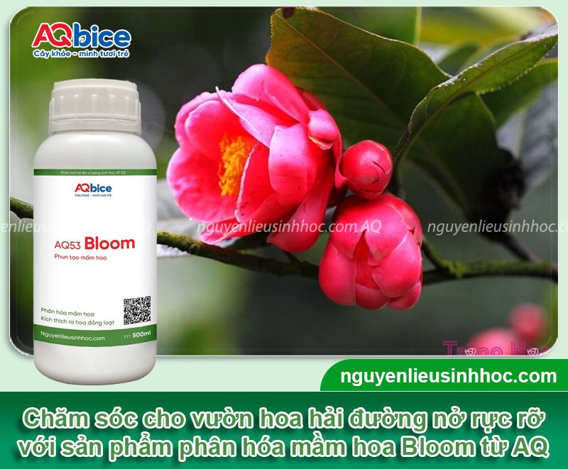 Cách Chăm Hoa Hải Đường Ra Hoa Đẹp Rực Rỡ Đúng Dịp Tết