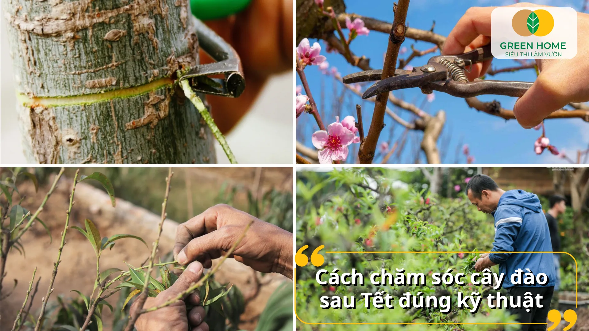 Thực hiện đúng kỹ thuật cắt tỉa, bón phân giúp cây phục hồi và phát triển mạnh