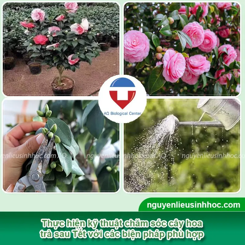 Thực hiện kỹ thuật cắt tỉa cành và tạo dáng cho cây trà my sau khi hoa đã tàn