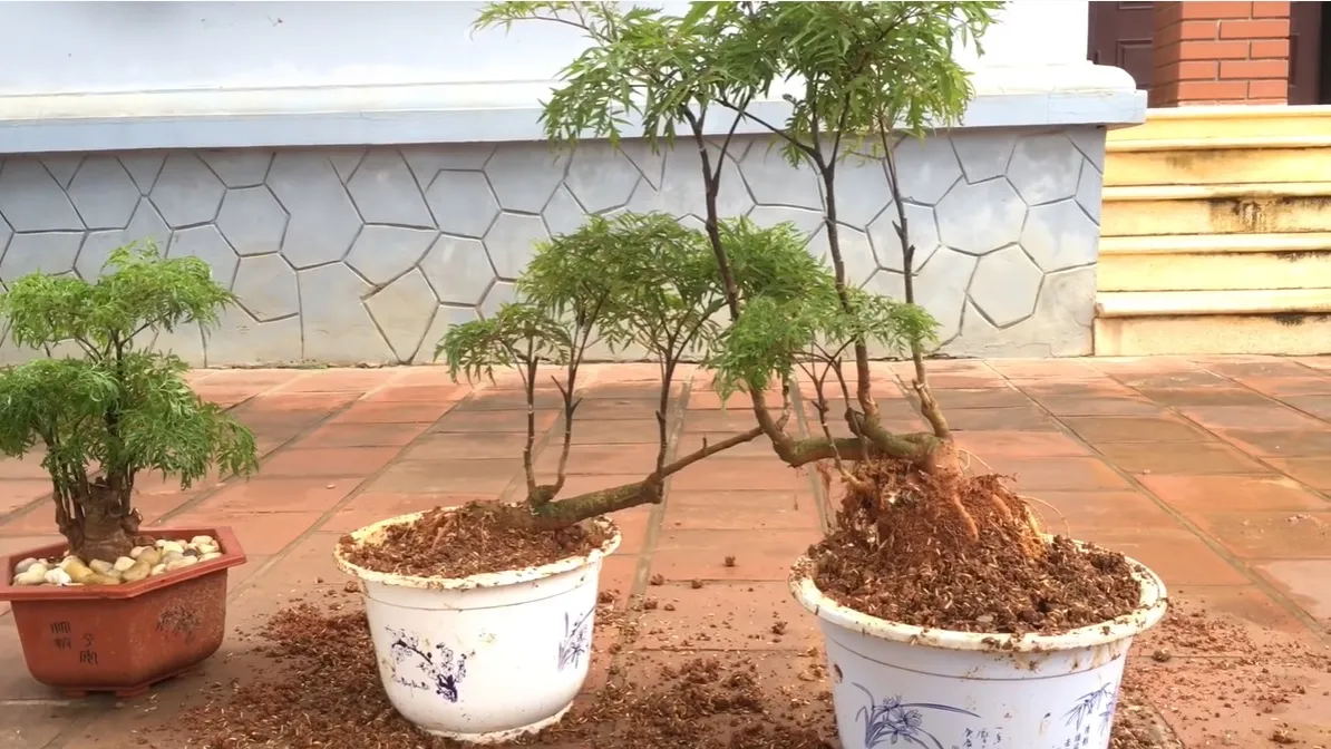 Thực hiện quy trình trồng cây đinh lăng bonsai vào chậu để định hình dáng ban đầu