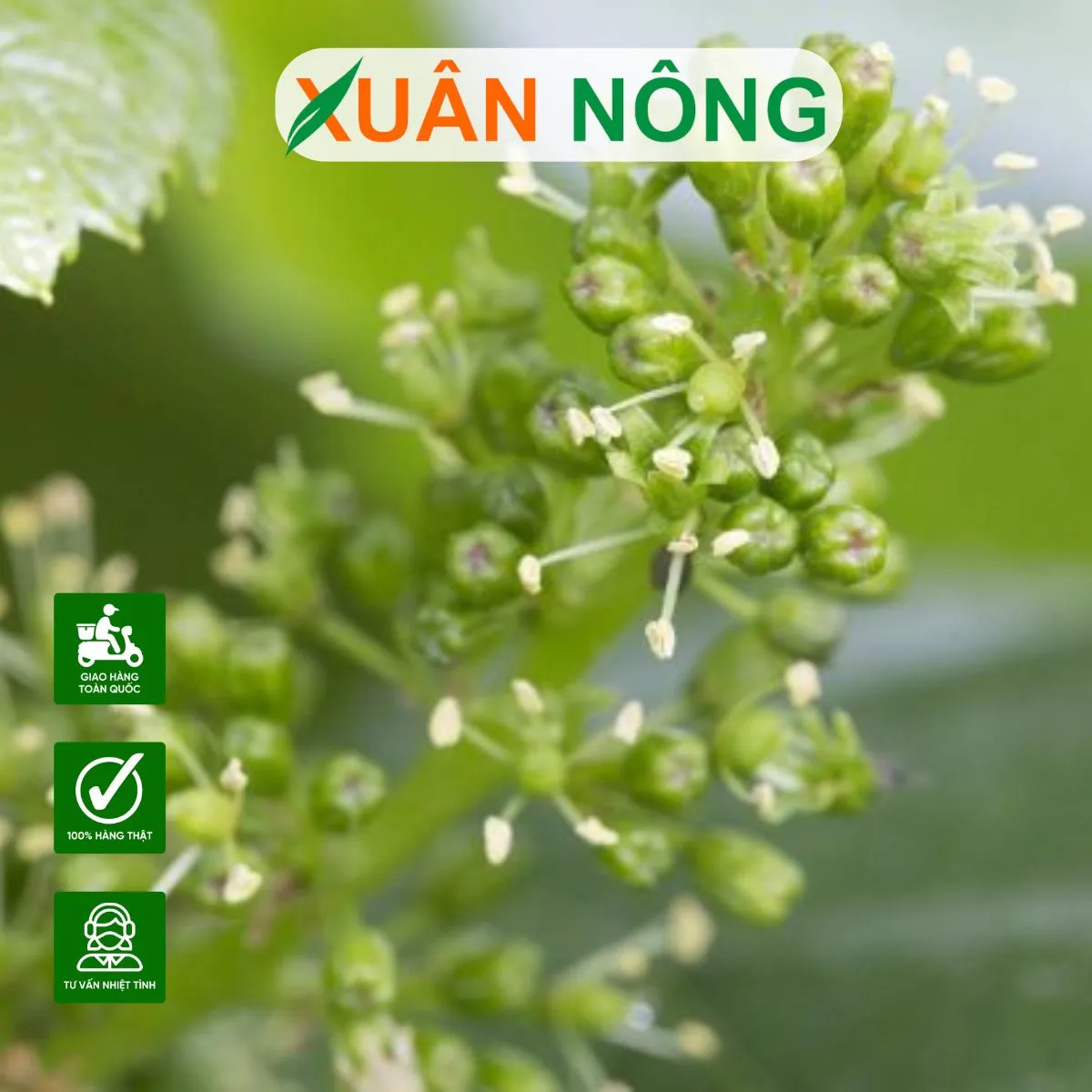 Thực hiện tỉa hoa và tỉa cành đúng kỹ thuật giúp cây tập trung dinh dưỡng vào những chùm quả chính