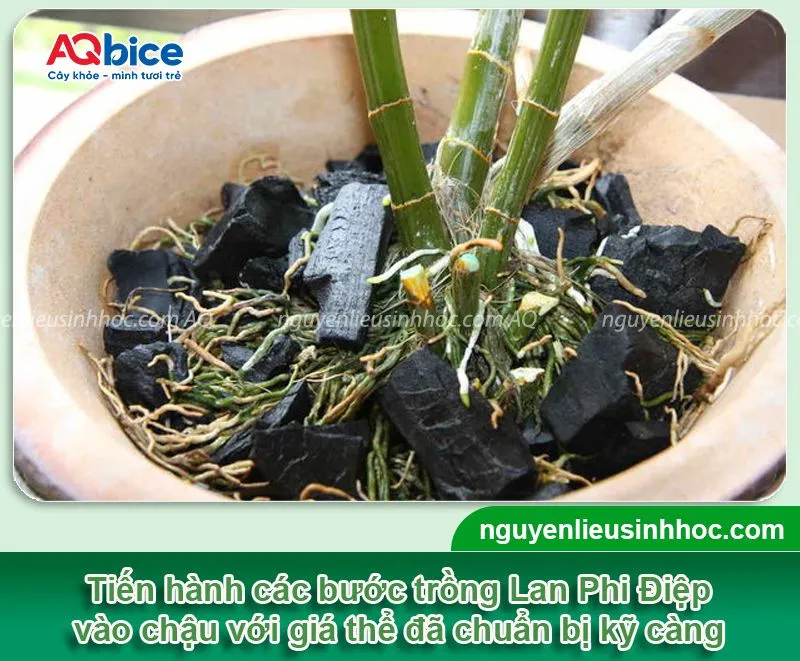 Thực hiện trồng cây hoa Lan Phi Điệp vào chậu và cố định cho cây đứng vững