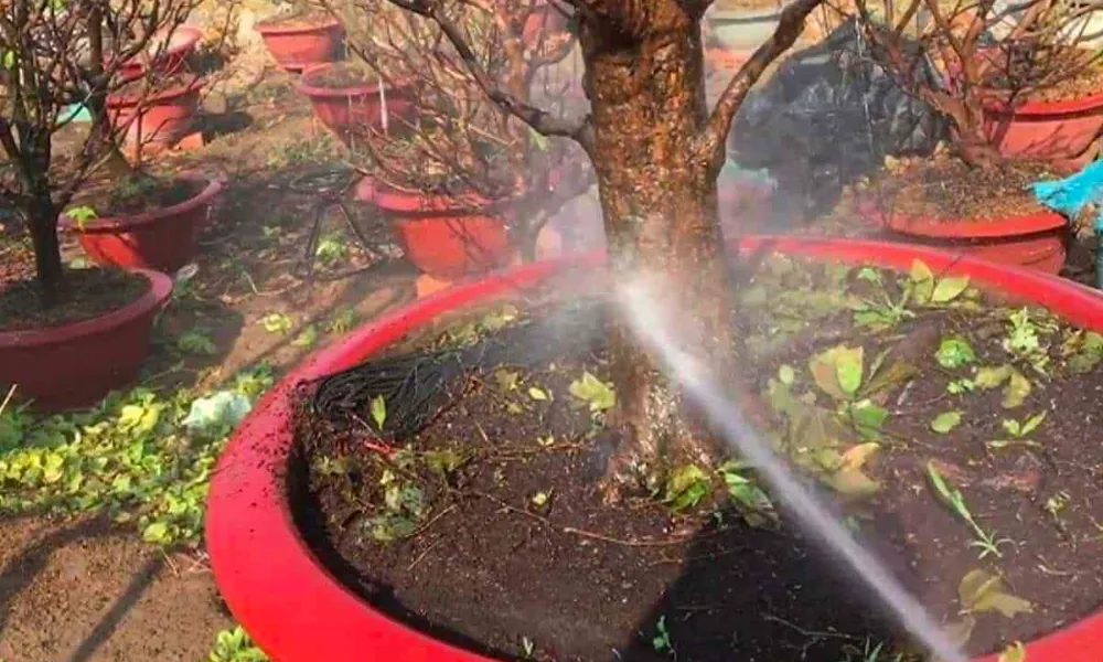 Thực hiện tưới ngập và xả nước nhiều lần giúp cây mai thải bớt độc tố và phân hóa học dư thừa