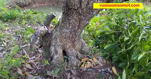 Thực hiện việc đặt cây lộc vừng vào hố trồng và cố định bằng trụ đỡ