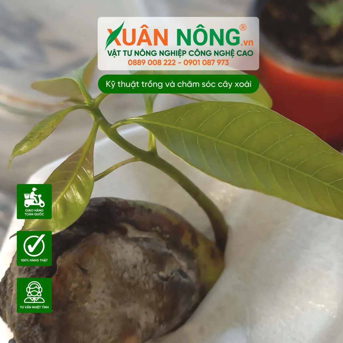 Thực hiện việc trồng cây xoài cát Hòa Lộc từ cây con