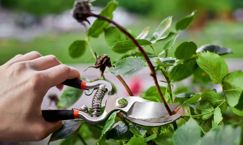 Thường xuyên cắt tỉa cành có hoa đã tàn và cành yếu để kích thích chồi mới