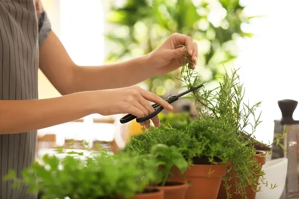 Thường xuyên chăm sóc, cắt tỉa cây Hương Thảo để giúp cây sinh trưởng tốt