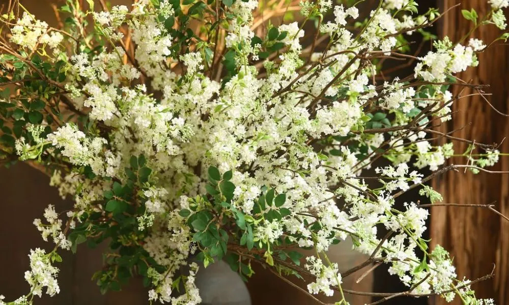 Thường xuyên thay nước cành hoa để kéo dài tuổi thọ của tuyết mai, một phần quan trọng trong cách chăm sóc cây tuyết mai