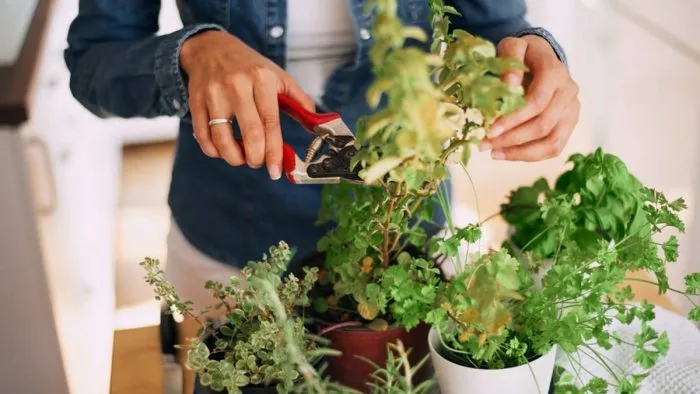 Thường xuyên tỉa lá và thân cây đã héo để duy trì sức khỏe của cây trồng trong nhà