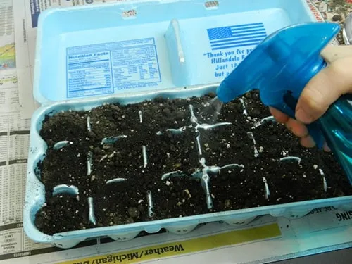 Tỉa cành, bấm ngọn giúp cây cúc ra nhiều hoa