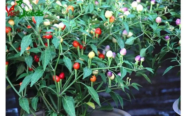 Tỉa cành lá già và cành dưới các điểm phân cành là cần thiết để giảm gánh nặng dinh dưỡng cho cây ớt kiểng