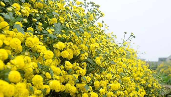 Tỉa cành, tỉa lá cho cây cúc rủ