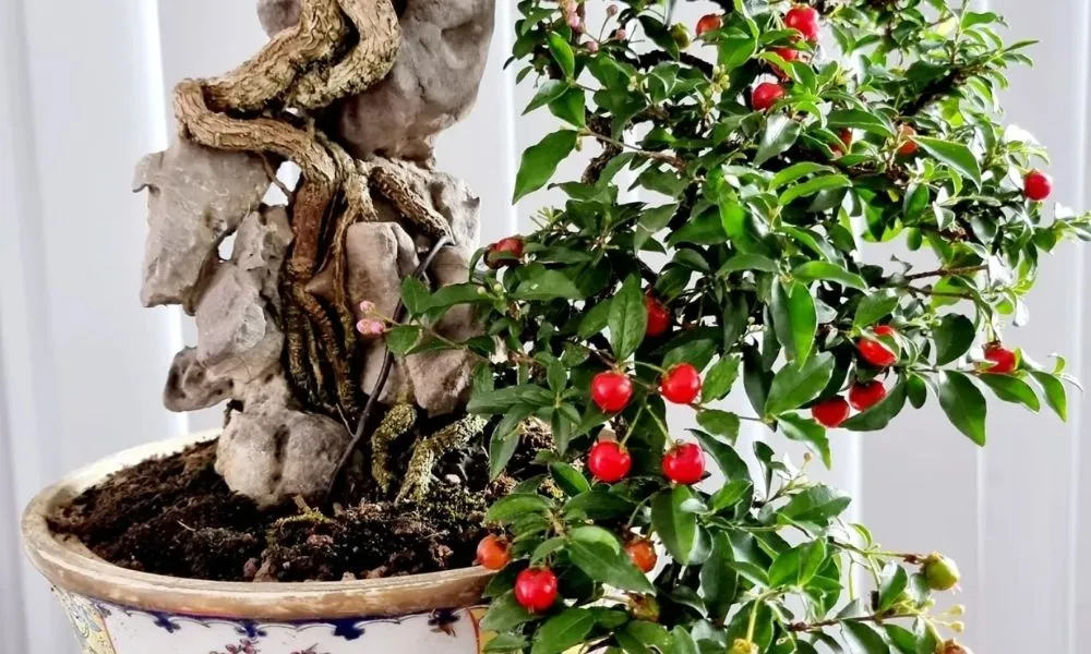 Tỉa cành và uốn dây tạo dáng bonsai hồng ngọc mai