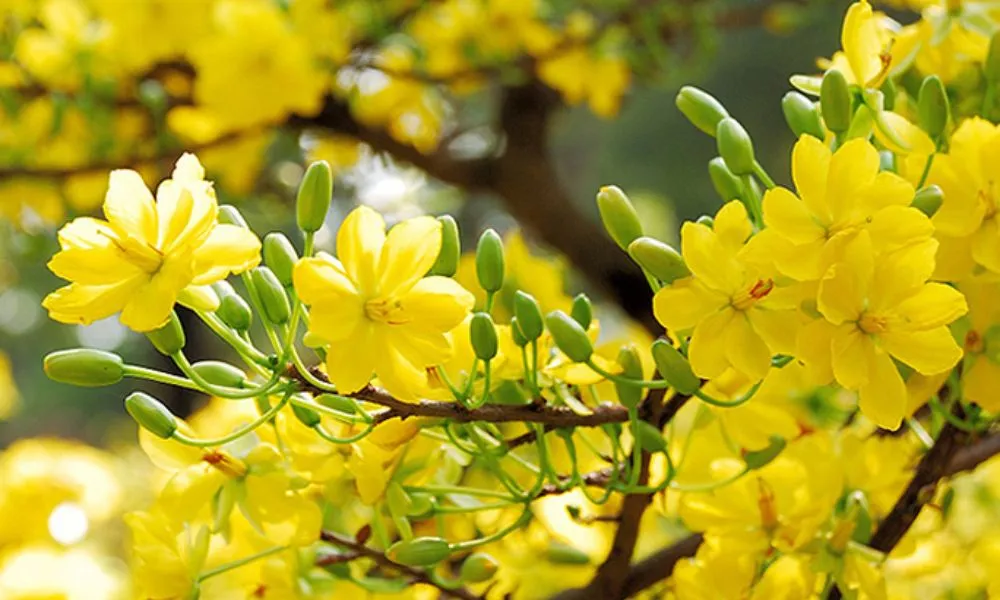 Tỉa cành và vệ sinh cây mai vàng sau Tết để chuẩn bị cho chu kỳ sinh trưởng mới