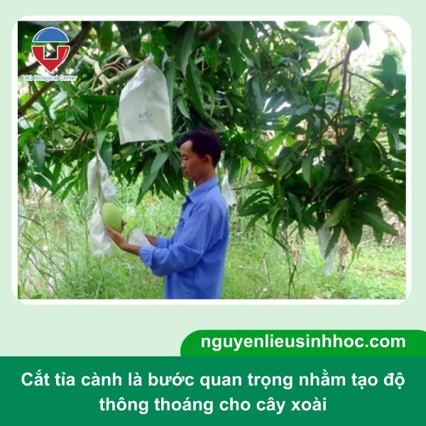 Tỉa cành xoài bị mục, già yếu sau thu hoạch
