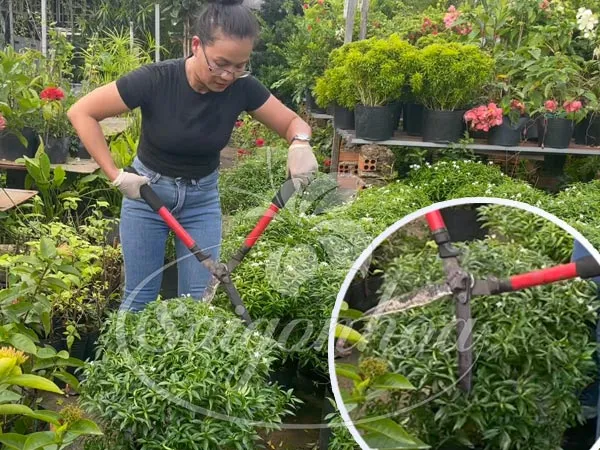 tia cay mai van phuc