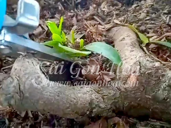 Tỉa chồi gốc cây bông trang bonsai