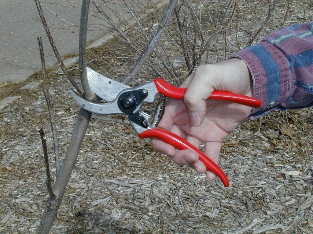 Tỉa hoa kim ngân giúp cây tập trung dinh dưỡng phát triển quả