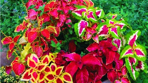 Tía tô cảnh đa dạng màu sắc, phối màu trong trồng bồn hoặc sử dụng trong vườn tường đứng rất đẹp.