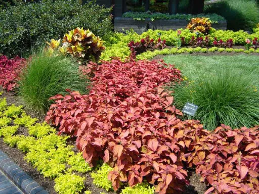 Tía tô cảnh được ứng dụng trong trồng viền cây công trình.