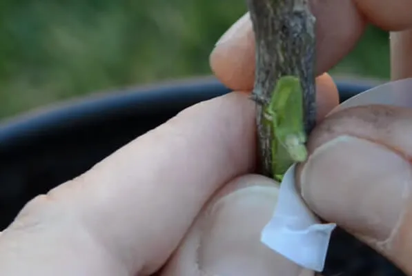 Tiến hành ghép mắt bưởi da xanh vào gốc ghép khỏe mạnh