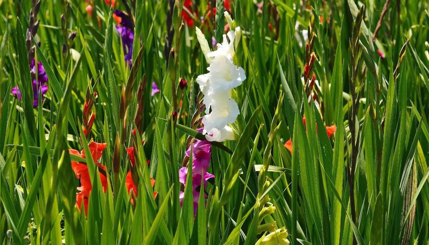 Tiến hành tỉa nhánh và vun xới cho cây hoa lay ơn sau khi mọc