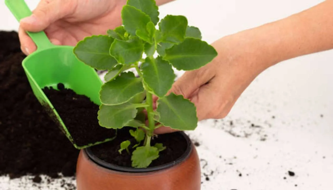 Tiến hành trồng cây sống đời từ lá hoặc cành trong chậu đất đã chuẩn bị