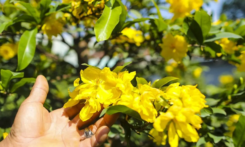 Tiến trình phân hóa mầm hoa và các lưu ý trong cách chăm sóc mai vàng ra hoa đúng Tết