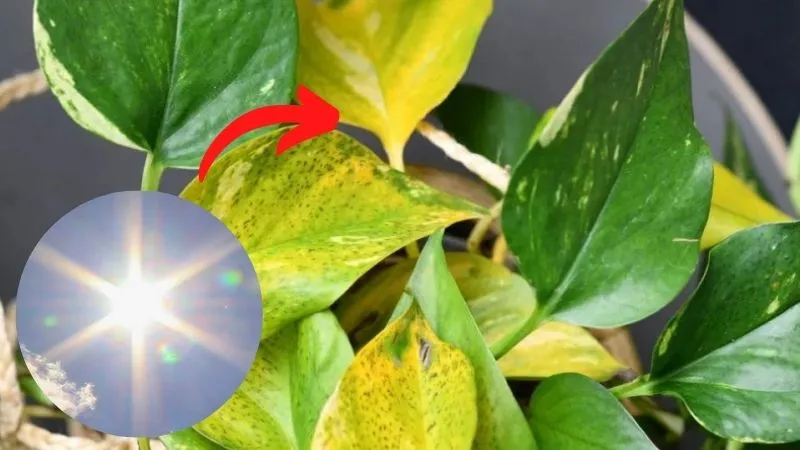 Tiếp xúc trực tiếp với ánh nắng gay gắt