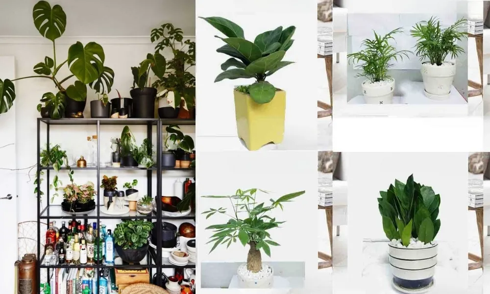 Tiêu chí lựa chọn cây cảnh phù hợp với điều kiện ánh sáng và kích thước chậu nhỏ