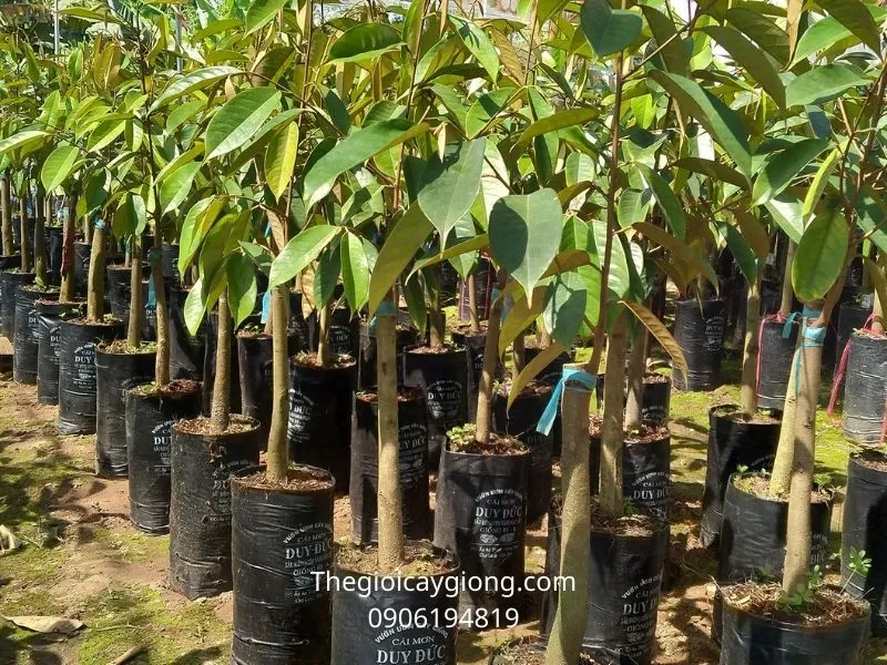 Tiêu chuẩn lựa chọn cây giống sầu riêng Ri6 khỏe mạnh cho bà con nông dân