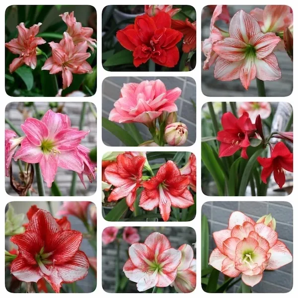 Tìm hiểu thông tin khoa học về cây lan huệ