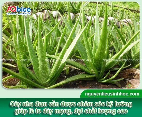 cách chăm cây nha đam: Hướng Dẫn Chi Tiết Trồng Và Duy Trì Cây Lô Hội Khỏe Mạnh