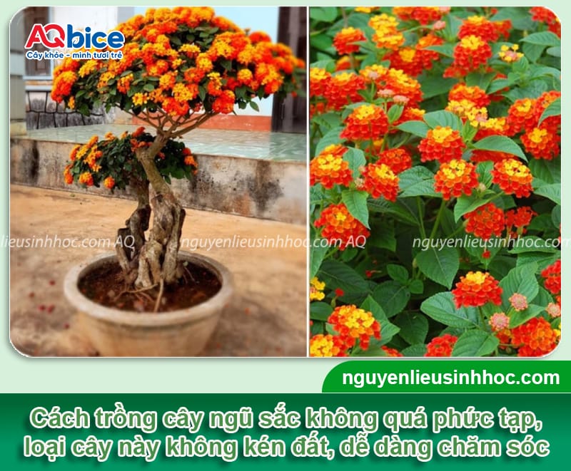 CÁCH TRỒNG HOA NGŨ SẮC BẰNG HẠT ĐÚNG KỸ THUẬT TẠI NHÀ ĐẠT TỶ LỆ NẢY MẦM CAO