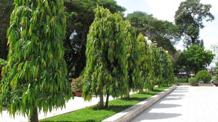 Có Nên Trồng Cây Hoàng Nam Trước Nhà: Phân Tích Chuyên Sâu Từ Đặc Điểm Đến Phong Thủy