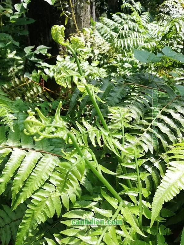 Tìm hiểu về cây rau dớn