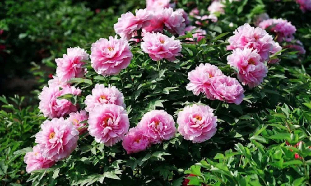 Tìm hiểu về hoa mẫu đơn (Chinese Peony) với vẻ đẹp vương giả