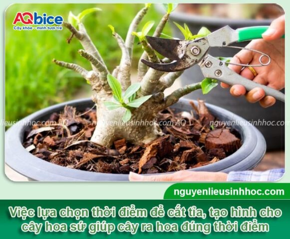 Cách Chăm Sóc Hoa Giấy Ra Nhiều Hoa Quanh Năm: Tuyệt Kỹ Từ Chuyên Gia Bonsai