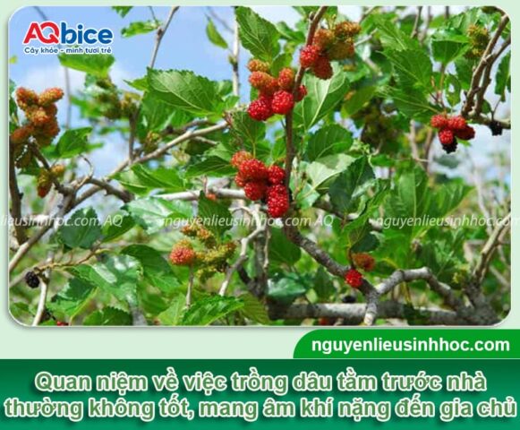 Không Nên Trồng Cây Dâu Trước Nhà: Giải Mã Phong Thủy Và Khoa Học