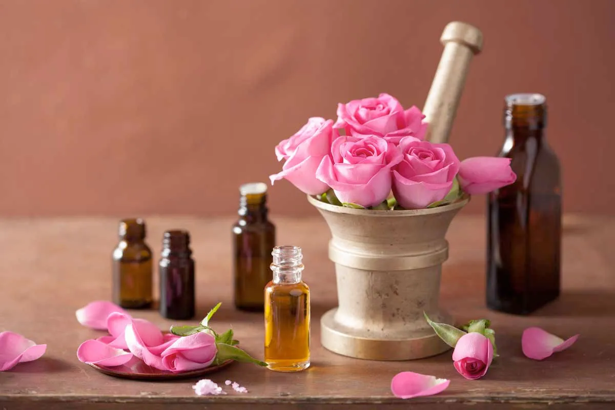Tinh dầu hoa hồng cổ dùng để làm nước hoa