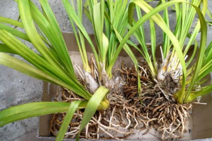 Tình trạng cây lan vũ nữ bị đốm đen trên lá