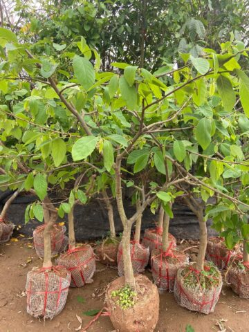 Cách Trồng Cây Na Đài Loan: Hướng Dẫn Kỹ Thuật Chi Tiết Cho Năng Suất Cao