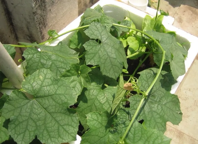 Toàn cảnh giàn mướp đắng được trồng trong các thùng xốp đặt trên ban công