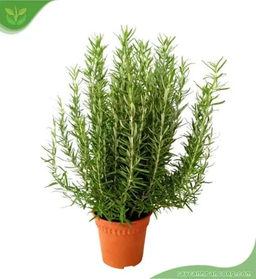 Toàn cảnh một bụi cây hương thảo lớn, cho thấy sự phát triển mạnh mẽ khi được trồng trong môi trường lý tưởng