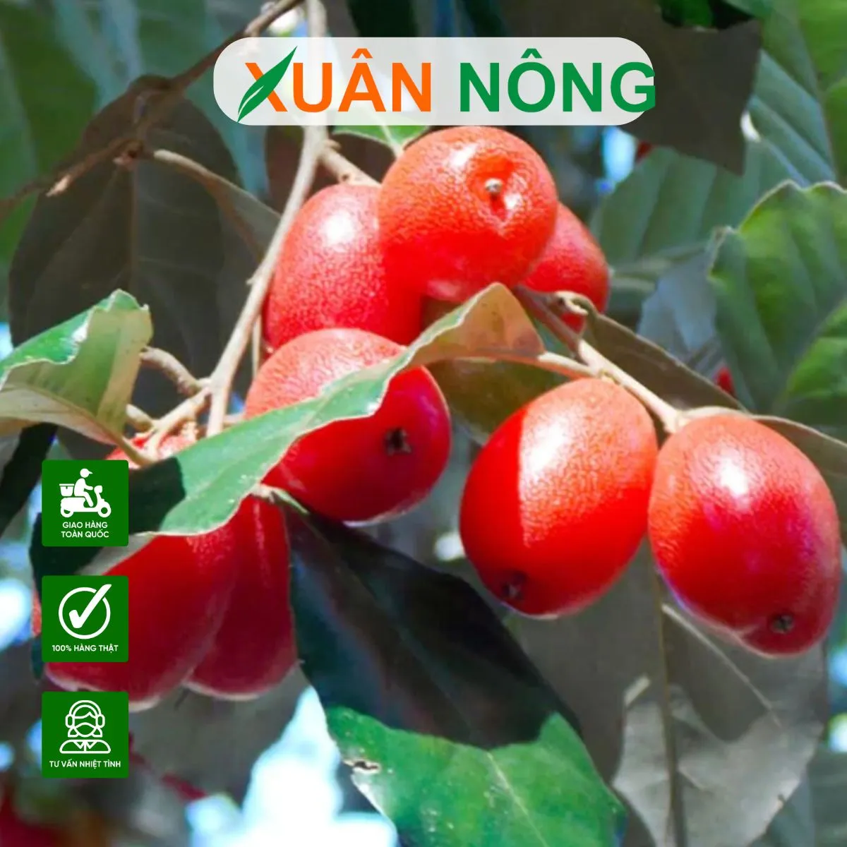 Tóm tắt các đặc điểm sinh học và ứng dụng của cây nhót