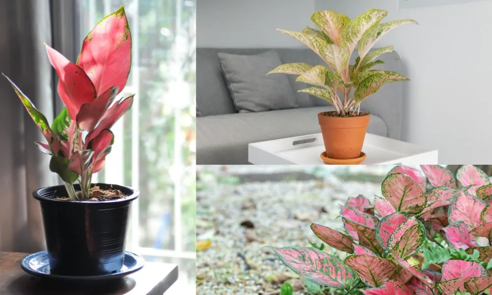 Tổng hợp ba vị trí nên đặt chậu cây phú quý để mang lại tài lộc và may mắn cho gia chủ