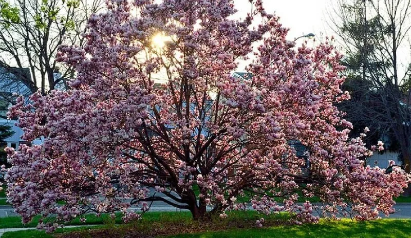 Tổng hợp các gợi ý chi tiết về cây bóng mát và cây phong thủy để trồng trước nhà