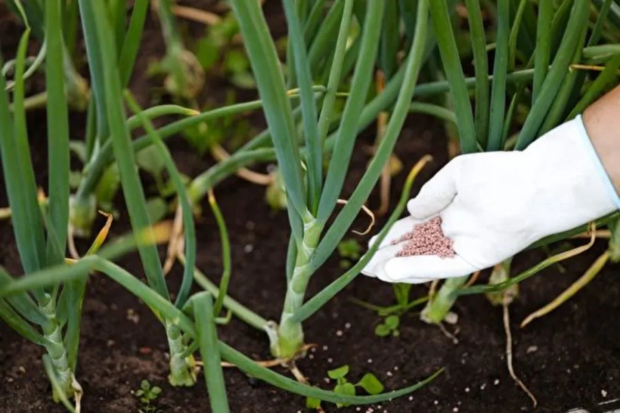 Tổng hợp các lưu ý quan trọng về đất, nước, ánh sáng khi trồng cây hành lá tại nhà