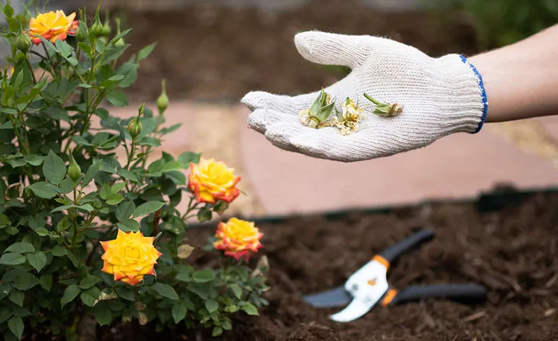 Tổng hợp phương pháp chăm sóc cây hoa hồng đúng cách theo tiêu chuẩn chuyên gia.